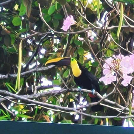 Tico Tico Villas - Adult Only Nationalpark Nationalpark Manuel Antonio Exterior foto