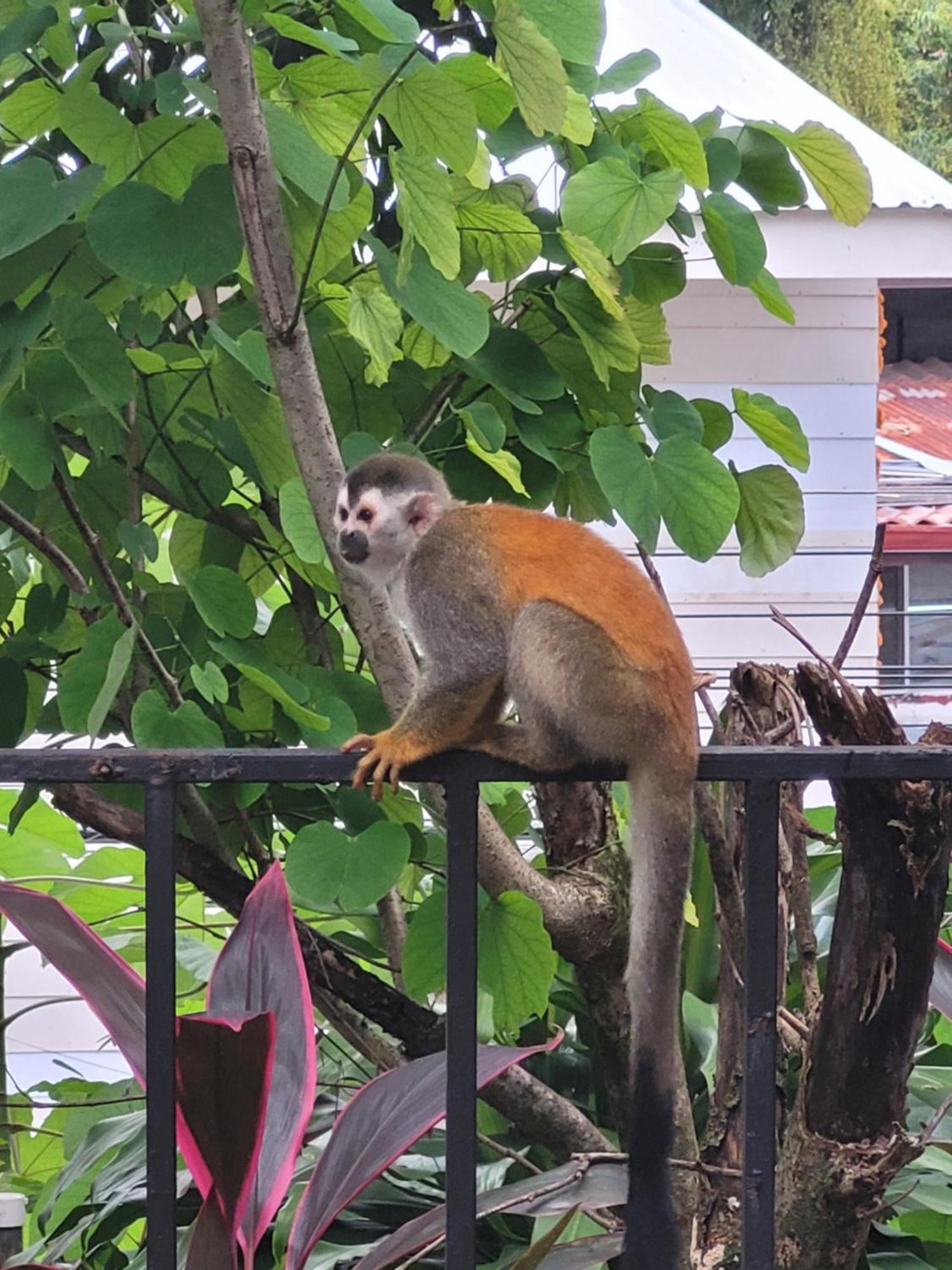Tico Tico Villas - Adult Only Nationalpark Nationalpark Manuel Antonio Exterior foto