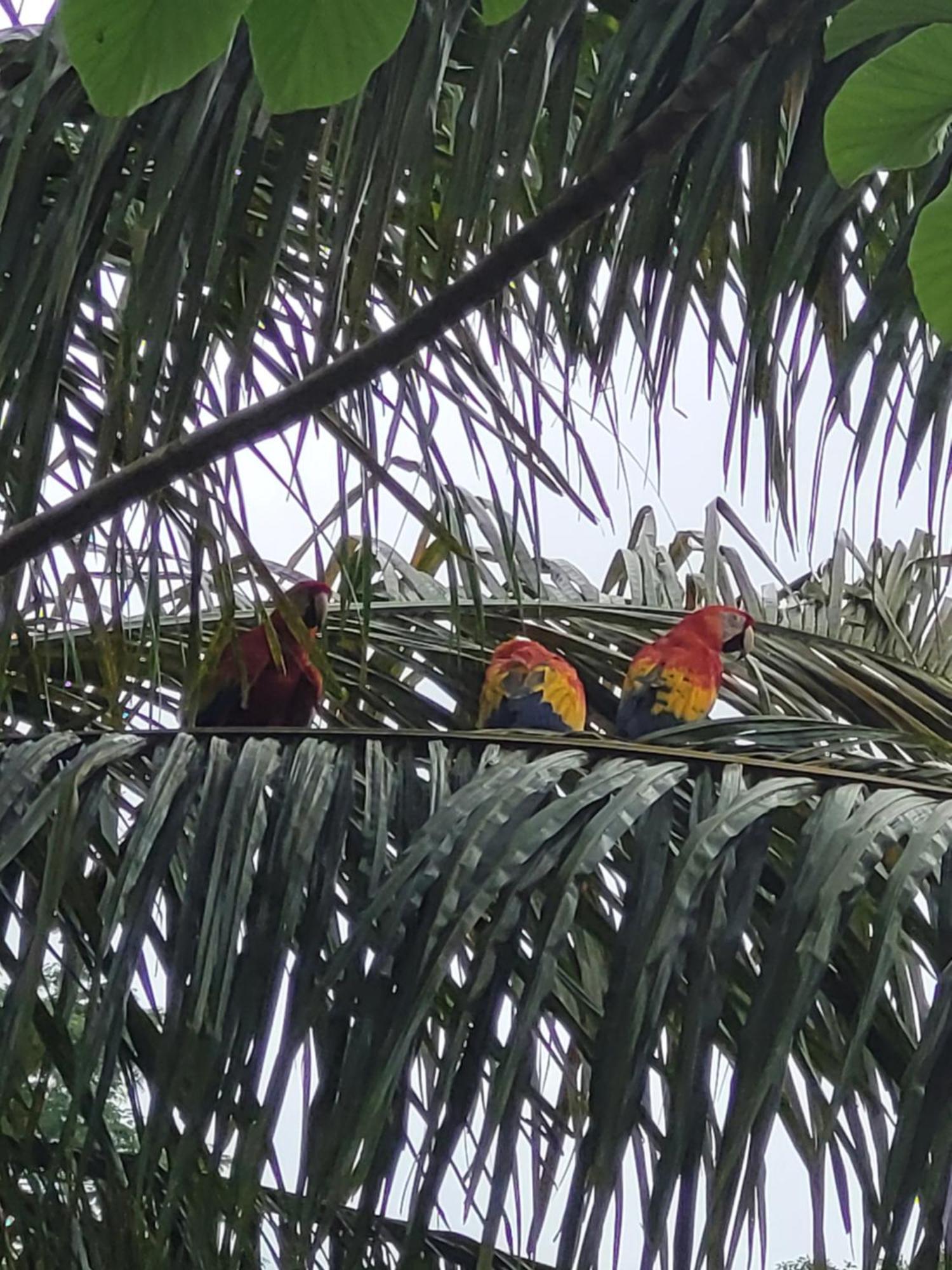 Tico Tico Villas - Adult Only Nationalpark Nationalpark Manuel Antonio Exterior foto